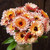 Strawberry Blonde Calendula Seeds- 1/32 oz
