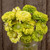 Queeny Lime Zinnia- 20 SEEDS