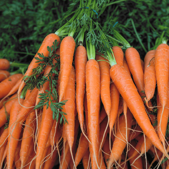 Fresh Picked Organic Carrots