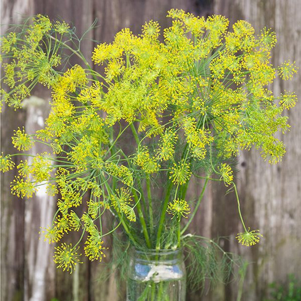 Bouquet Dill - ~465 seeds