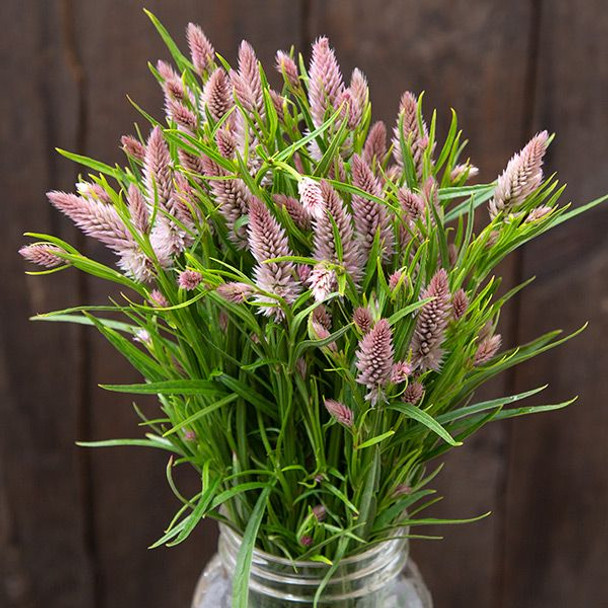 Flamingo Feather Celosia - 50 seeds