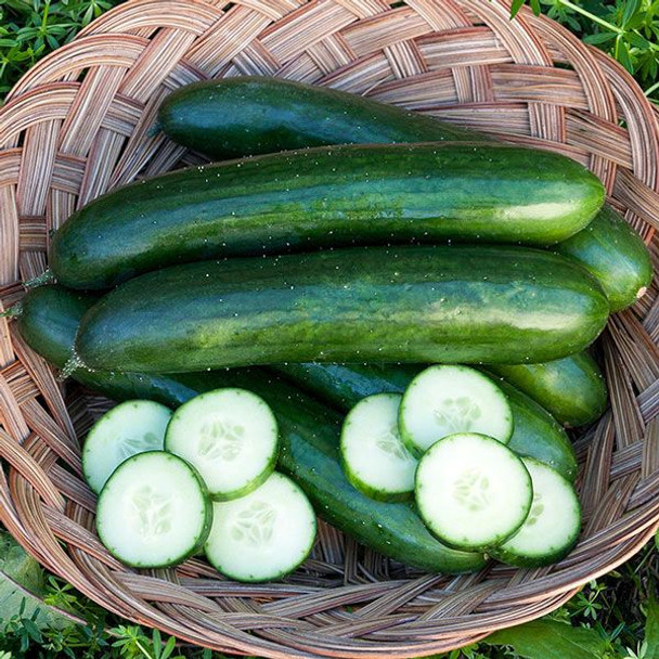 Green Finger Cucumber - one sixteenth oz