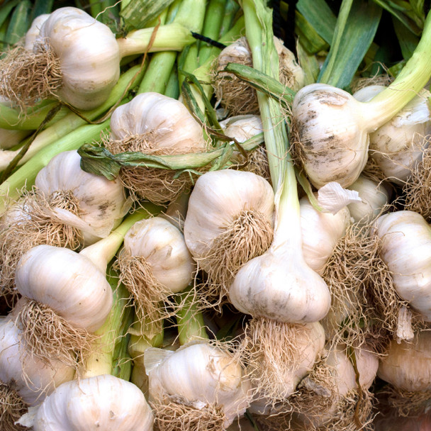 Bundle of fresh garlic cloves