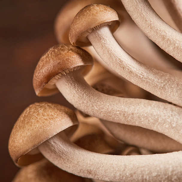 Mushroom Sampler - avg 1.45lb