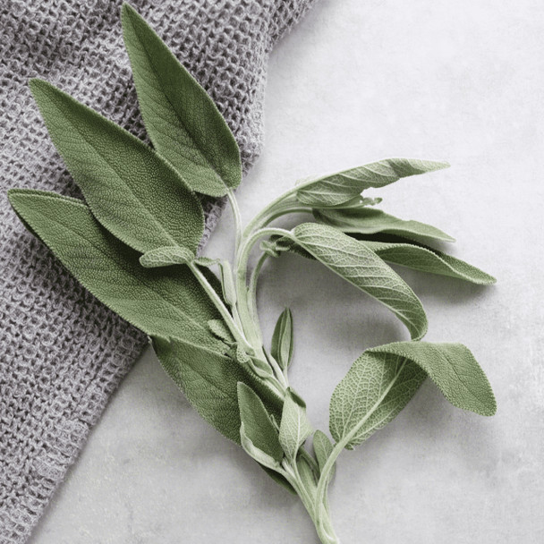 Sprig of Sage