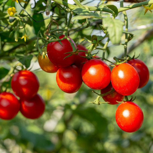 Cherry Tomatoes on the Vine