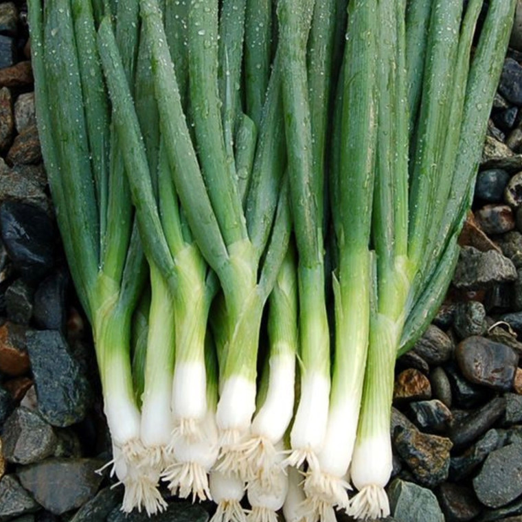 Parade Bunching Onion - 100 SEEDS