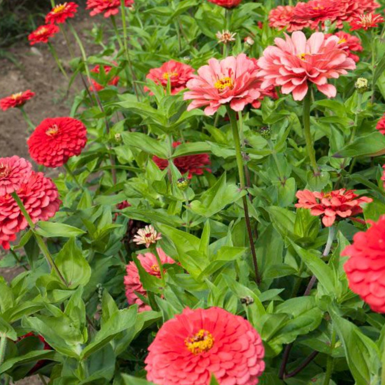 Giant Coral Zinnia Seeds- 1/32 OZ