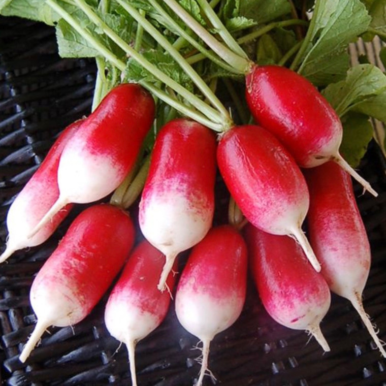French Breakfast Radish Seeds- 1/16 OZ