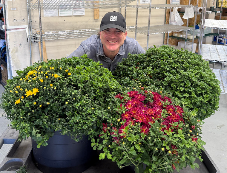 Pot of Mums