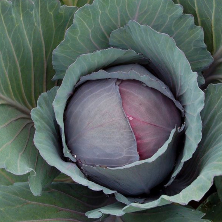Red Express Cabbage Seeds- 1/32oz