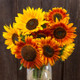 Autumn Beauty Sunflowers - ~65 seeds