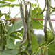 Rattlesnake Pole Beans - 1oz ~145 seeds