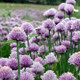 Chives - ~800 seeds