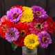 County Fair Blend Zinnia - ~85 seeds