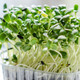 Pea Sprouts