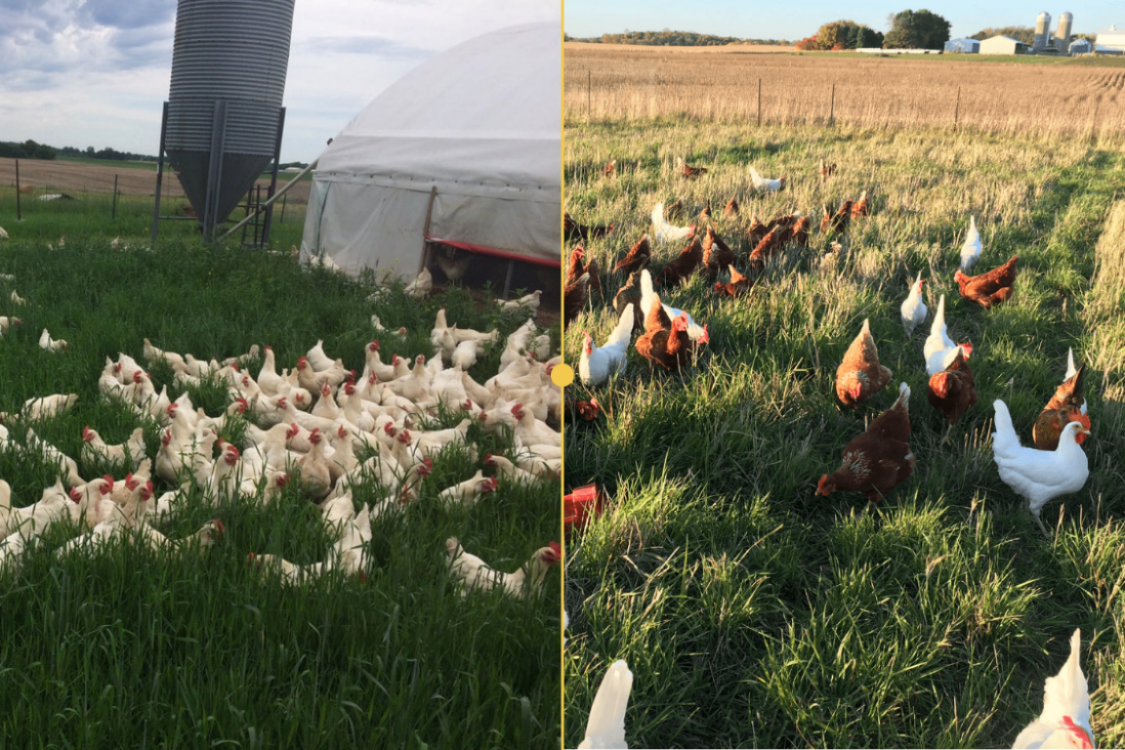 Cornish v.s. Red Ranger Chickens - TC Farm