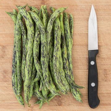 Rattlesnake Pole Beans - 1oz ~145 seeds