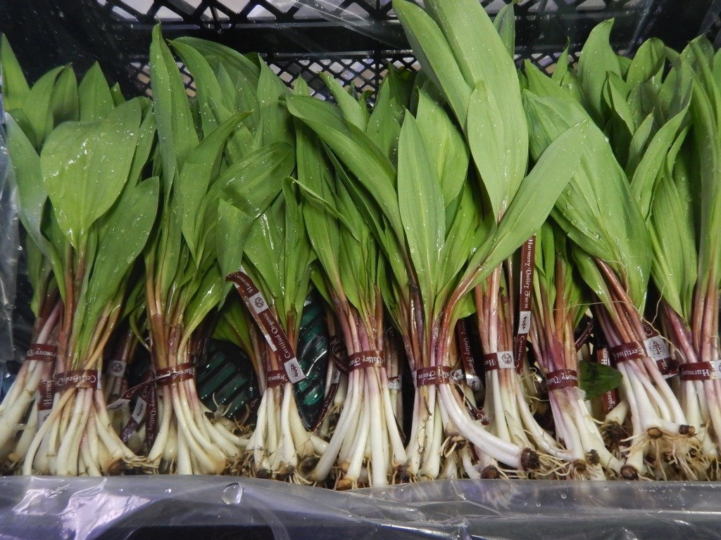 Ramps - 2 bundles