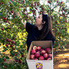 Apple Pipe