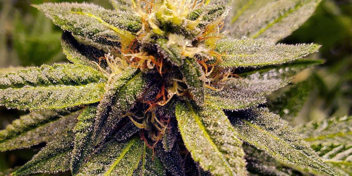 The Complete Autoflower Grow Guide: From Seed to Harvest in 10 Weeks