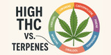 High THC vs. Terpenes: What Really Gets You High (or Helps You Heal)?