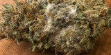How to Tell if Your Weed Has Mold (And What to Do if It Does)