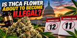 Is THCA Flower About to Become Illegal? November vs. December 2026 Explained