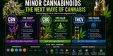 Minor Cannabinoids Explained 2026: CBN vs CBG vs THCV and What They Do