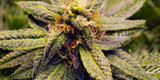 The Complete Autoflower Grow Guide: From Seed to Harvest in 10 Weeks