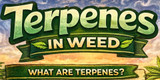 What Are Terpenes in Weed? A Complete Guide to Terps, Effects, Flavors and Benefits