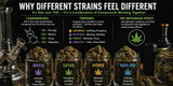 Why Different Weed Strains Feel Different (Science Explained 2026)