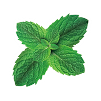 Magic Mint icon, a mint leaf.