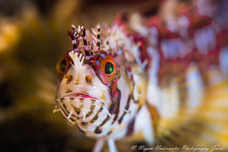 Spectacular resolution with the Canon EOS R5. Photo of a mosshead warbonnet captured with the Canon EOS R5 in an Ikelite housing, Canon 100 mm macro lens, dual Ikelite DS 161 strobes, Kraken +13 diopter, and Ikelite Canon TTL converter. f/16, 1/160, ISO 100