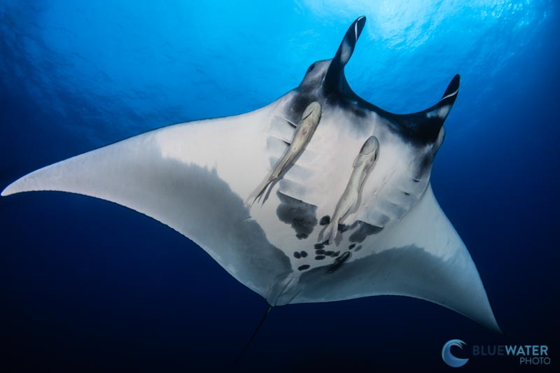 Nikon Z7II manta ray