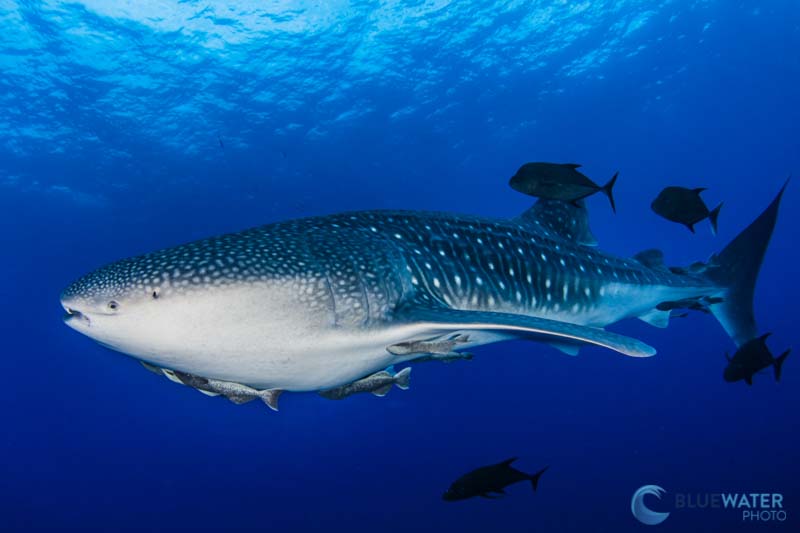 whale shark photographed with Nikon Z7II