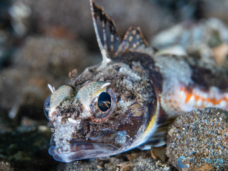 Panasonic GH6 underwater sample image