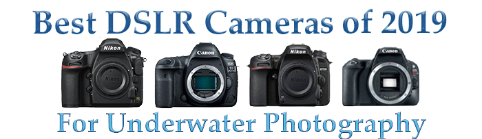 Top 2019 DSLR Camera for Underwater Photography and Videography