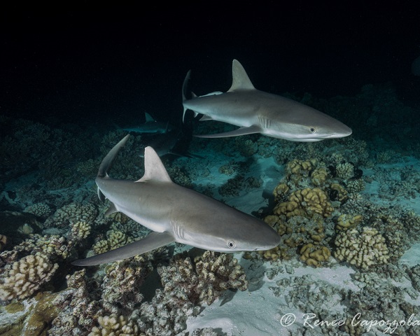 sony a6000 underwater photo 10-18mm lens