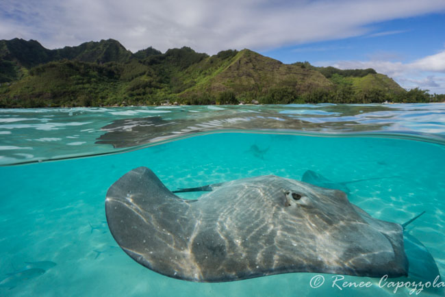 sony a6000 underwater photo