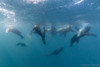 A group of sea lions diving