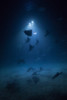 Mobula rays and their silhouettes