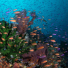 Fiji Ultimate 10-night Soft Coral & Shark Liveaboard Trip Oct 2025