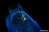 An exquisite macro photography subject in Lembeh