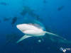  Fiji Soft Coral & Shark Bonanza Photo Workshop Oct 2026 