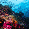 Fiji Soft Coral & Shark Bonanza Photo Workshop Oct 2026