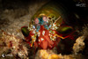  Anilao Philippines Ultimate Photo Workshop December 2026 