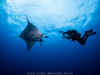  Socorro Manta & Shark Madness Liveaboard Trip 2027 
