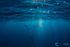  Ultimate Whale Shark & Sea Lion Sea of Cortez Trip 2027 