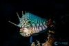  Ultimate Whale Shark & Sea Lion Sea of Cortez Trip 2027 
